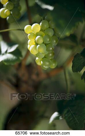 Grapes growing on branch View Large Photo Image Stock Photograph - Grapes growing on branch . Fotosearch