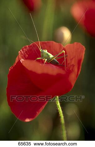 Stock Photography - Grasshopper on Corn Poppy (Papaver rhoeas) flower . Fotosearch