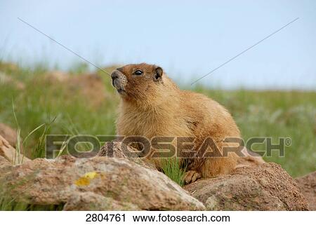 Groundhog (Marmota monax) on stone in field, New Mexico, USA View Large Photo Image Stock Image - Groundhog (Marmota monax) on stone in field, New Mexico, USA . Fotosearch