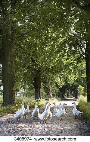 Group of geese crossing an avenue near Lancken-Granitz, Ruegen, Germany View Large Photo Image Picture - Group of geese crossing an avenue near Lancken-Granitz, Ruegen, Germany . Fotosearch
