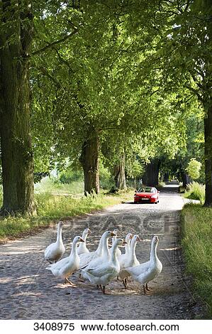Group of geese crossing an avenue near Lancken-Granitz, Ruegen, Germany View Large Photo Image Stock Photography - Group of geese crossing an avenue near Lancken-Granitz, Ruegen, Germany . Fotosearch