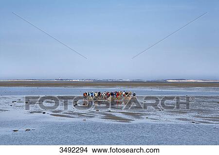 Picture - Group of mudflat hikers, Dunsum, Foehr, Schleswig-Holstein, Germany, elevated view . Fotosearch