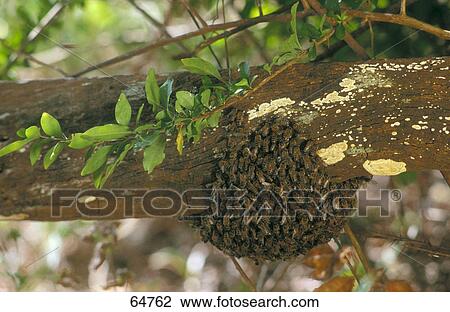 Group of wasps in its nest on tree, Costa Rica View Large Photo Image Stock Image - Group of wasps in its nest on tree, Costa Rica . Fotosearch