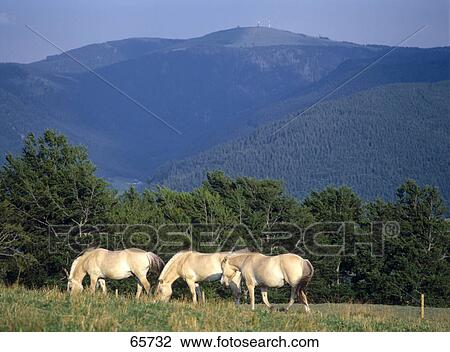 Stock Image - Haflinger horses standing in field, Feldberg, Black Forest, Germany . Fotosearch