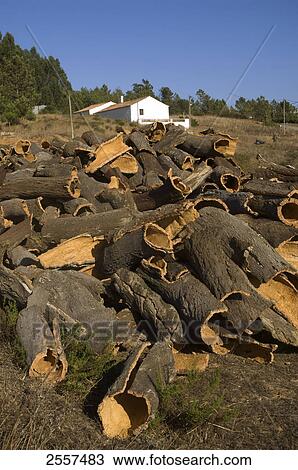 Heap of barks on landscape, Algarve, Portugal  View Large Photo Image Stock Image - Heap of barks on landscape, Algarve, Portugal . Fotosearch