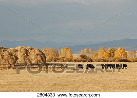 Stock Image - Heap of straw crop and cattle in field, Big Hole Valley, Montana, USA . Fotosearch