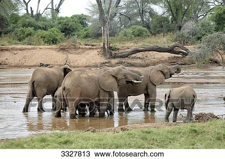 Herd of African elephants (Loxodonta africana) at a waterhole, Samburu National Reserve, Kenya View Large Photo Image Stock Image - Herd of African elephants (Loxodonta africana) at a waterhole, Samburu National Reserve, Kenya . Fotosearch