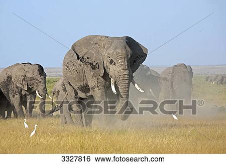 Herd of African elephants (Loxodonta africana), Masai Mara National Reserve, Kenya View Large Photo Image Stock Photograph - Herd of African elephants (Loxodonta africana), Masai Mara National Reserve, Kenya . Fotosearch