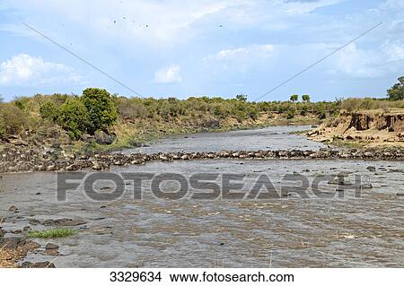 Picture - Herd of Blue Wildebeests (Connochaetes taurinus) crossing river, Masai Mara National Reserve, Kenya . Fotosearch