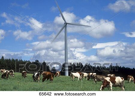 Herd of cows in field, Baden-Wuerttemberg, Germany View Large Photo Image Stock Image - Herd of cows in field, Baden-Wuerttemberg, Germany . Fotosearch
