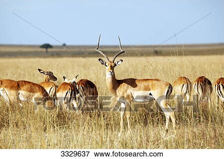 Herd of impalas (Aepyceros melampus) grazing, Masai Mara National Reserve, Kenya View Large Photo Image Stock Photo - Herd of impalas (Aepyceros melampus) grazing, Masai Mara National Reserve, Kenya . Fotosearch