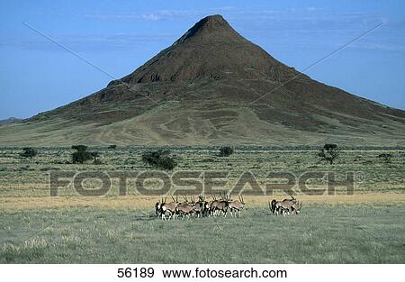 Herd of Oryx grazing in field, Namibia, Africa View Large Photo Image Stock Photo - Herd of Oryx grazing in field, Namibia, Africa . Fotosearch