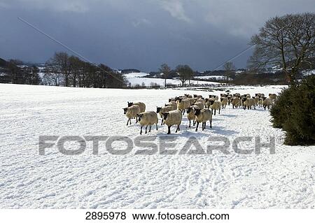 Stock Photo - Herd of sheeps in winter, Great Britain, Wales, Powys . Fotosearch