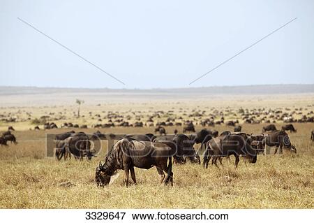 Stock Photo - Herd of wildebeests grazing, Masai Mara National Reserve, Kenya . Fotosearch
