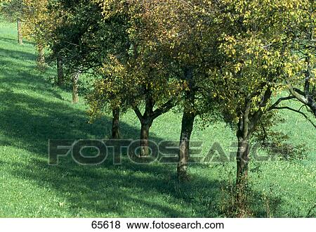 Stock Photo - High angle view of apple trees, Black Forest, Baden-Wuerttemberg, Germany . Fotosearch