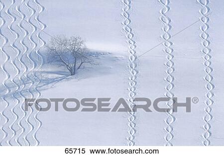 Stock Photography - High angle view of bare tree on snow covered field . Fotosearch