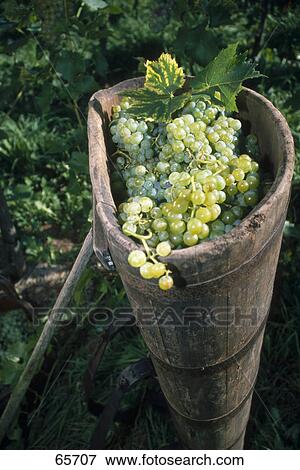 Stock Photo - High angle view of bunch of grapes in basket . Fotosearch
