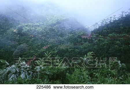 Stock Photograph - High angle view of forest covered with fog, Guatemala, Mexico . Fotosearch