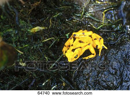 Stock Image - High angle view of Panamanian golden frog (Atelopus zeteki), San Blas Islands, Panama . Fotosearch