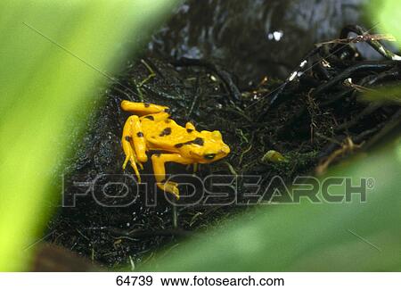 High angle view of Panamanian golden frog (Atelopus zeteki), San Blas Islands, Panama View Large Photo Image Stock Photo - High angle view of Panamanian golden frog (Atelopus zeteki), San Blas Islands, Panama . Fotosearch