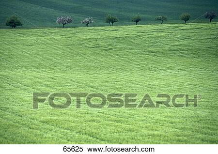 High angle view of trees on a grassy landscape View Large Photo Image Stock Photography - High angle view of trees on a grassy landscape . Fotosearch