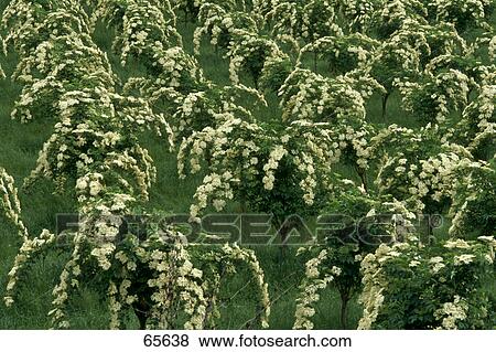 Stock Photo - High angle view of white flower tree plantation, Baden-Wurttemberg, Germany . Fotosearch