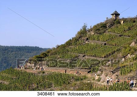 Hikers on a path along a vineyard, Mayschoß, Rhineland-Palatinate, Germany, elevated view View Large Photo Image Stock Image - Hikers on a path along a vineyard, Mayschoß, Rhineland-Palatinate, Germany, elevated view . Fotosearch