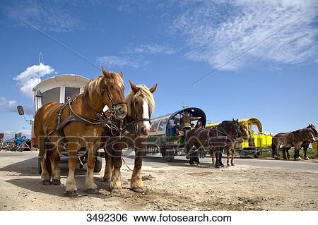 Horsedrawn carriages in Hallig Hooge, Nordfriesland, Germany, low angle view View Large Photo Image Stock Photograph - Horsedrawn carriages in Hallig Hooge, Nordfriesland, Germany, low angle view . Fotosearch