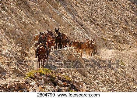Horseman leading horses on mountain, Bob Marshall Wilderness, Montana, USA View Large Photo Image Stock Photo - Horseman leading horses on mountain, Bob Marshall Wilderness, Montana, USA . Fotosearch