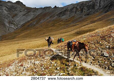 Stock Photo - Horses walking on trail with people in background, La Garita Mountains, Gunnison National Forest, Colorado, USA . Fotosearch