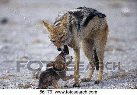 Stock Photo - Jackal feeding its young ones, Etosha, Namibia . Fotosearch