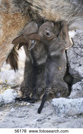 Stock Photo - Jackal nursing its young ones, Etosha, Namibia . Fotosearch