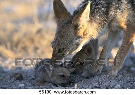 Jackal with its young ones, Etosha, Namibia View Large Photo Image Stock Image - Jackal with its young ones, Etosha, Namibia . Fotosearch