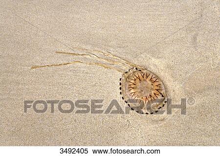 Jellyfish on the beach, Sylt, Germany, view upon View Large Photo Image Stock Photography - Jellyfish on the beach, Sylt, Germany, view upon . Fotosearch