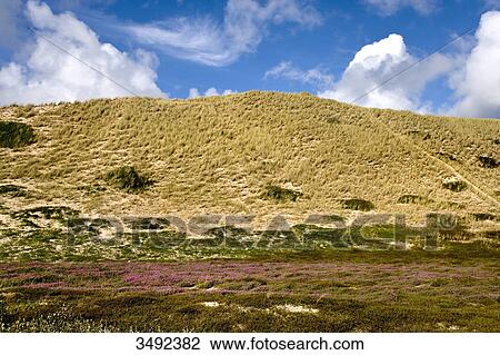 Stock Image - Klappholttal, Sylt, Schleswig-Holstein, Germany . Fotosearch