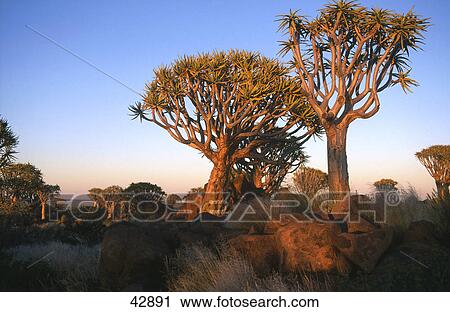 Kokerbom tree (Aloe dichotoma) with rocks, Keetmanshoop, Karas Region, Namibia View Large Photo Image Stock Image - Kokerbom tree (Aloe dichotoma) with rocks, Keetmanshoop, Karas Region, Namibia . Fotosearch