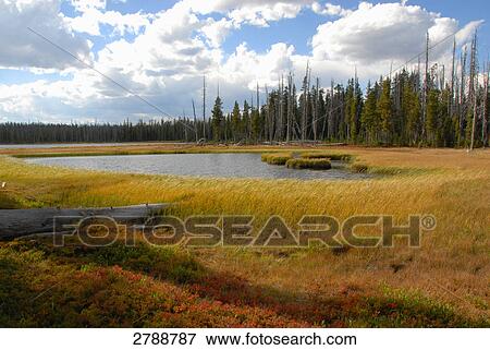 Stock Photo - Lake in forest, Yellowstone National Park, Wyoming, USA . Fotosearch
