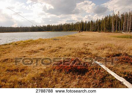 Lake in forest, Yellowstone National Park, Wyoming, USA View Large Photo Image Stock Photo - Lake in forest, Yellowstone National Park, Wyoming, USA . Fotosearch