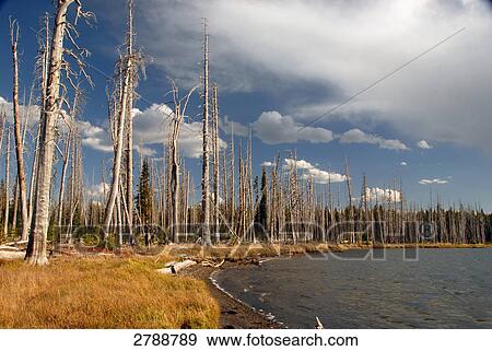 Stock Photo - Lake in forest, Yellowstone National Park, Wyoming, USA . Fotosearch