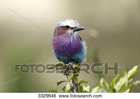 Lilac-breasted roller (Coracias caudata) sitting on a twig, Masai Mara National Reserve, Kenya, close-up View Large Photo Image Stock Photograph - Lilac-breasted roller (Coracias caudata) sitting on a twig, Masai Mara National Reserve, Kenya, close-up . Fotosearch