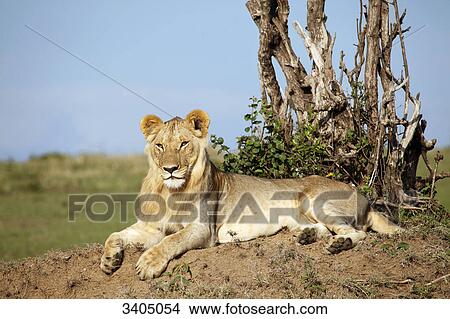 Picture - Lion cub (Panthera leo) lying on a mound, Masai Mara National Reserve, Kenya . Fotosearch