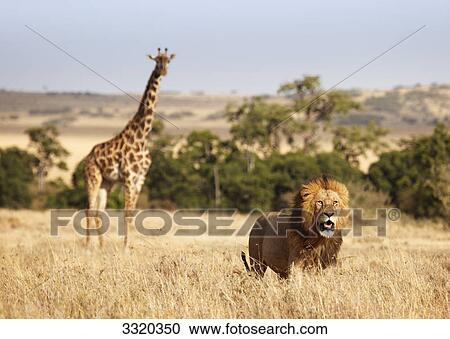 Lion (Panthera leo) and masai giraffe (Giraffa camelopardalis tippelskirchi), Masai Mara National Reserve, Kenya View Large Photo Image Stock Image - Lion (Panthera leo) and masai giraffe (Giraffa camelopardalis tippelskirchi), Masai Mara National Reserve, Kenya . Fotosearch