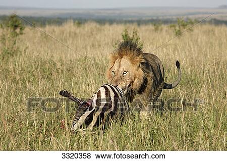 Lion (Panthera leo) eating prey, Masai Mara National Reserve, Kenya View Large Photo Image Stock Photo - Lion (Panthera leo) eating prey, Masai Mara National Reserve, Kenya . Fotosearch