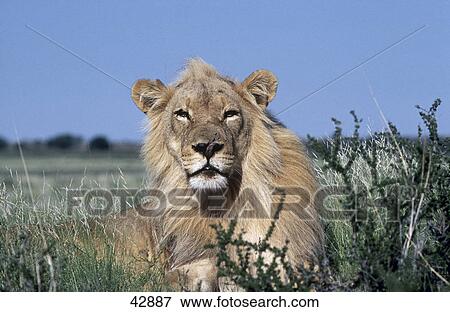 Lion (Panthera leo) lying in field, Kalahari Gemsbok National Park, South Africa View Large Photo Image Stock Photo - Lion (Panthera leo) lying in field, Kalahari Gemsbok National Park, South Africa . Fotosearch