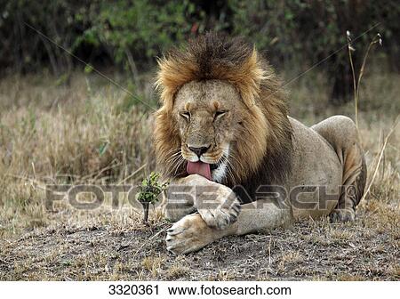 Stock Image - Lion (Panthera leo) preening, Masai Mara National Reserve, Kenya . Fotosearch