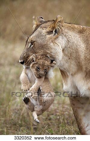 Stock Image - Lioness (Panthera leo) carrying cub in mouth, Masai Mara National Reserve, Kenya, portrait . Fotosearch