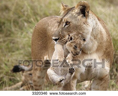 Lioness (Panthera leo) carrying cub in mouth, Masai Mara National Reserve, Kenya View Large Photo Image Stock Photograph - Lioness (Panthera leo) carrying cub in mouth, Masai Mara National Reserve, Kenya . Fotosearch