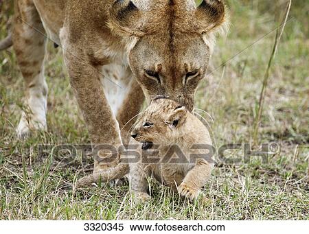 Lioness (Panthera leo) preening cub, Masai Mara National Reserve, Kenya View Large Photo Image Stock Photography - Lioness (Panthera leo) preening cub, Masai Mara National Reserve, Kenya . Fotosearch