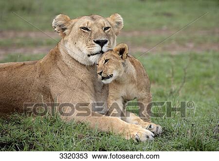 Stock Image - Lioness (Panthera leo) with cub, Masai Mara National Reserve, Kenya . Fotosearch