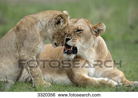Stock Photograph - Lioness (Panthera leo) with cub, Masai Mara National Reserve, Kenya . Fotosearch
